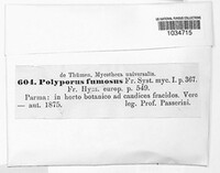 Bjerkandera fumosa image